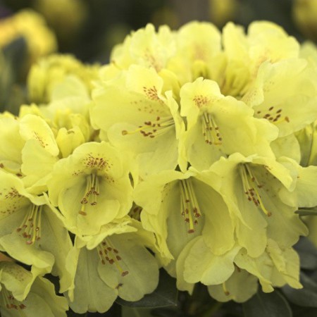 Rhododendron Hybride 'Goldkrone'