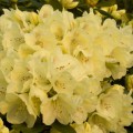 Rhododendron Hybride 'Goldkrone'