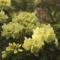 Rhododendron Hybride 'Goldkrone'