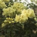 Rhododendron Hybride 'Goldkrone'