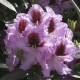 Rhododendron Hybr. 'Kabarett'