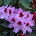 Rhododendron Hybr. 'Kabarett'