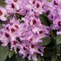 Rhododendron Hybr. 'Kabarett'