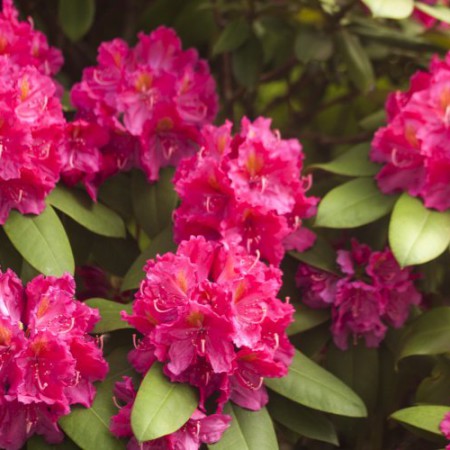 Rhododendron Hybride 'Kirsten Begeer'