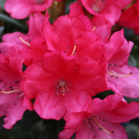 Rhododendron yakushimanum 'Lampion'