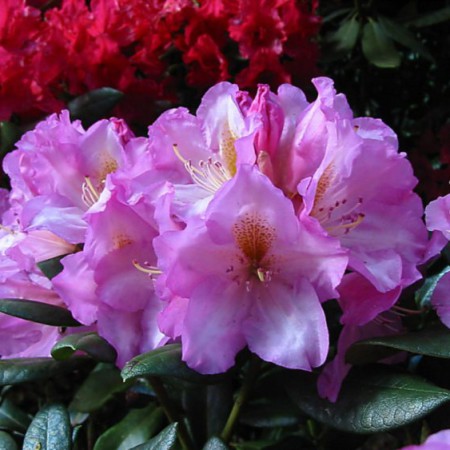 Rhododendron Hybr. 'Lavender Princess'