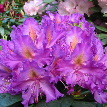 Rhododendron Hybr. 'Libretto'