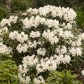 Rhododendron makinoi 'Makiyak'