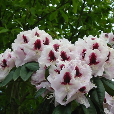 Rhododendron Hybr. 'Marsalla'