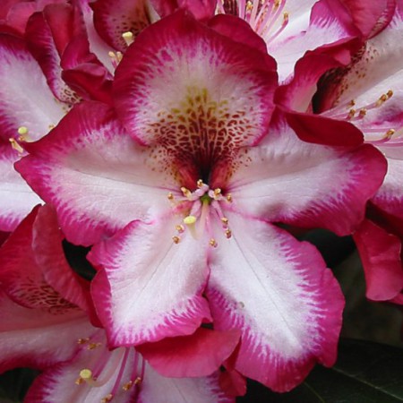 Rhododendron Hybr. 'Midnight Mystique'