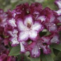 Rhododendron Hybr. 'Midnight Mystique'