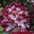 Rhododendron Hybr. 'Midnight Mystique'