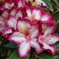 Rhododendron Hybr. 'Midnight Mystique'