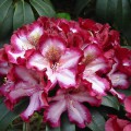 Rhododendron Hybr. 'Midnight Mystique'