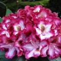 Rhododendron Hybr. 'Midnight Mystique'