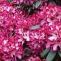 Rhododendron Hybr. 'Midnight Mystique'