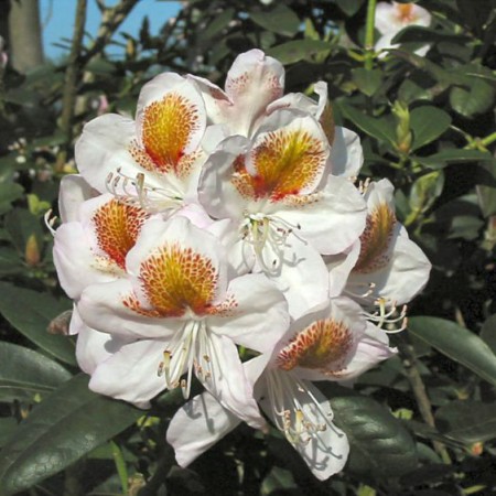 Rhododendron Hybr. 'Mrs. T. H. Lowinsky'