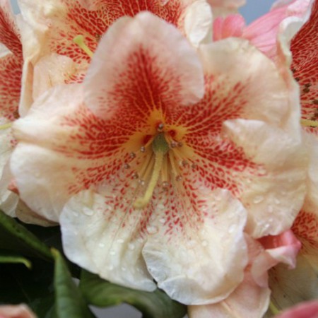 Rhododendron Hybr. 'Paprika Spiced'