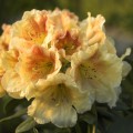 Rhododendron Hybr. 'Paprika Spiced'