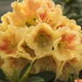 Rhododendron Hybr. 'Paprika Spiced'