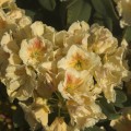 Rhododendron Hybr. 'Paprika Spiced'