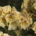 Rhododendron Hybr. 'Paprika Spiced'