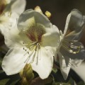 Rhododendron Hybr. 'Phyllis Korn'