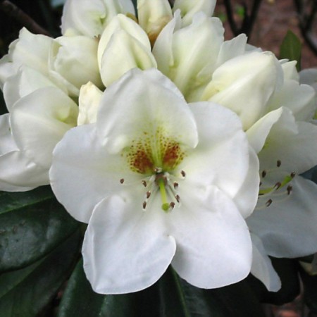 Rhododendron Hybr. 'Phyllis Korn'