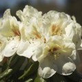 Rhododendron Hybr. 'Phyllis Korn'