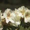 Rhododendron Hybr. 'Phyllis Korn'