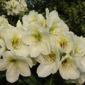 Rhododendron Hybr. 'Phyllis Korn'