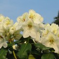 Rhododendron Hybr. 'Phyllis Korn'