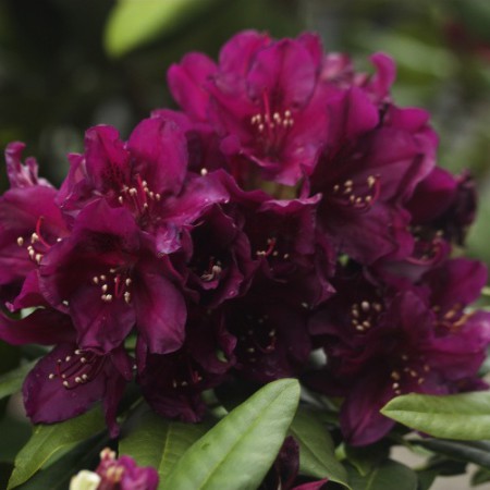 Rhododendron Hybr. 'Polarnacht'