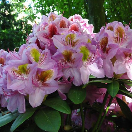 Rhododendron Hybr. 'Puccini'