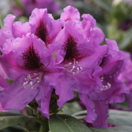 Rhododendron Hybr. 'Rasputin'