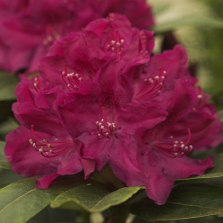 Rhododendron Hybr. 'Roland'
