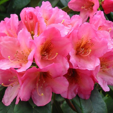 Rhododendron Hybr. 'Saltarello'