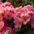 Rhododendron Hybr. 'Saltarello'