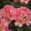 Rhododendron Hybr. 'Saltarello'