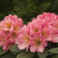 Rhododendron Hybr. 'Saltarello'