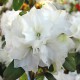 Rhododendron dauricum 'April Snow'