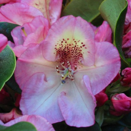 Rhododendron Hybride 'Felicitas'