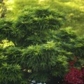 Acer palmatum 'Mikawa yatsubusa'