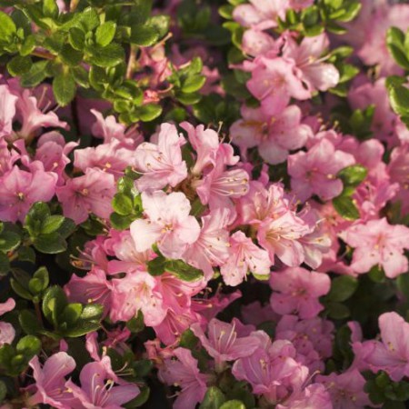 Rhododendron obtusum 'Betty Muir'