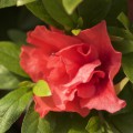 Rhododendron obtusum 'Cherie'