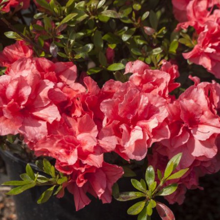 Rhododendron obtusum 'Cherie'