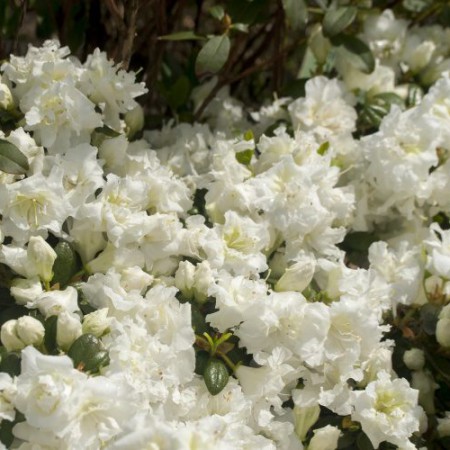 Rhododendron obtusum 'Eisprinzessin'