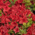 Rhododendron obtusum 'Estrella'