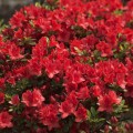 Rhododendron obtusum 'Fridoline'