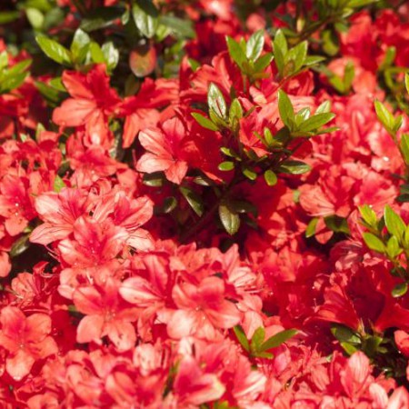 Rhododendron obtusum 'Juliette' ®
